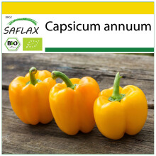 SAFLAX Anzucht Set - Paprika – Wonder - Gold - Capsicum - 20 Samen
