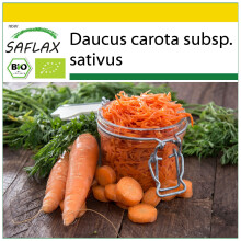 SAFLAX Anzucht Set - Möhren - Herbstkönig - Daucus - 1000 Samen