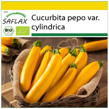 SAFLAX Anzucht Set - Ziucchini - Gold Rush - Cucurbita - 5 Samen