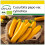 SAFLAX Anzucht Set - Ziucchini - Gold Rush - Cucurbita - 5 Samen 1
