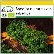 SAFLAX Anzucht Set - Grünkohl – Winter - Brassica - 70 Samen