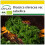 SAFLAX Anzucht Set - Grünkohl – Winter - Brassica - 70 Samen 1