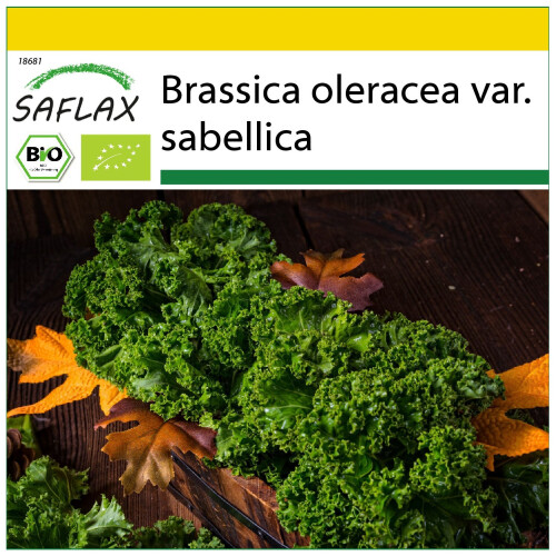 SAFLAX Anzucht Set - Grünkohl – Winter - Brassica - 70 Samen