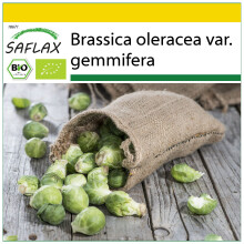 SAFLAX Anzucht Set - Rosenkohl - Groninger - Brassica - 30 Samen
