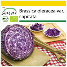 SAFLAX Anzucht Set - Rotkohl – Drumhead - Brassica - 250 Samen