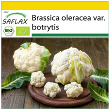 SAFLAX Anzucht Set - Blumenkohl - Schneeball - Brassica - 70 Samen