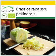 SAFLAX Anzucht Set - Chinakohl - Granat - Brassica - 40 Samen