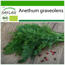 SAFLAX - Dill - Anethum - 700 Samen - Mit Substrat
