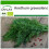 SAFLAX  - Dill - Anethum - 700 Samen - Mit Substrat 1