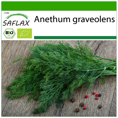 SAFLAX  - Dill - Anethum - 700 Samen - Mit Substrat