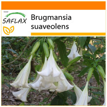 SAFLAX Garden in the bag - Trombone d'angelo / Bianco - 10 semi - Brugmansia