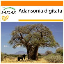 SAFLAX - Garden in the Bag - African Monkey Bread Tree - 6 seeds - With substrate in a fitting stand up bag - Adansonia digitata