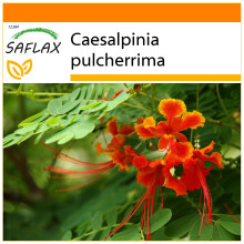 SAFLAX Garden in the bag - Orgoglio delle Barbados - 10 semi - Caesalpinia