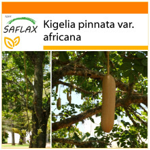 SAFLAX - Garden in the Bag - Sausage Tree - 10 seeds - With substrate in a fitting stand up bag - Kigelia pinnata var. africana