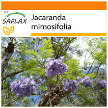 SAFLAX Garden in the bag - Jacaranda - 50 semi - Jacaranda
