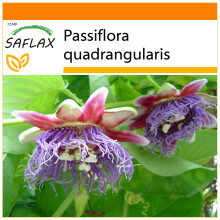 SAFLAX Garden in the bag - Granadilla - 12 semi - Passiflora