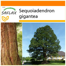SAFLAX Garden in the bag - Sequoia gigante - 50 semi - Sequoiadendron