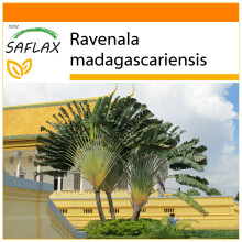 SAFLAX - Garden in the Bag - Traveller's Tree - 8 seeds - With substrate in a fitting stand up bag - Ravenala madagascariensis