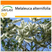 SAFLAX - Garden in the Bag - Australian Tea Tree - 400 seeds - With substrate in a fitting stand up bag - Melaleuca alternifolia