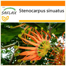 SAFLAX - Garden in the Bag - Firewheel Tree - 20 seeds - With substrate in a fitting stand up bag - Stenocarpus sinuatus