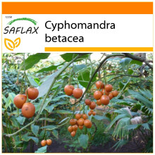 SAFLAX Garden in the bag - Albero del pomodoro - 50 semi - Cyphomandra
