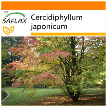 SAFLAX Garden in the bag - Falso albero di Giuda - 200 semi - Cercidiphyllum