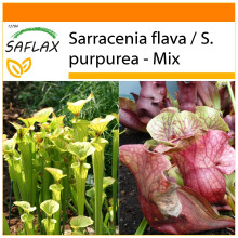 SAFLAX Garden in the bag - Sarracenia - 10 semi - Sarracenia