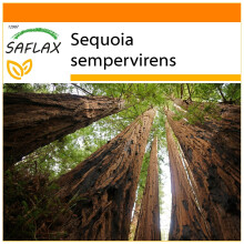 SAFLAX Garden in the bag - Sequoia sempreverde - 50 semi - Sequoia
