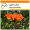SAFLAX Garden in the bag - Tulpenbaum - Spathodea - 30 Samen 1