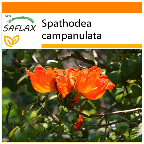SAFLAX Garden in the bag - Tulpenbaum - Spathodea - 30 Samen