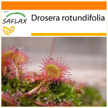 SAFLAX Garden in the bag - Rosolida - 50 semi - Drosera
