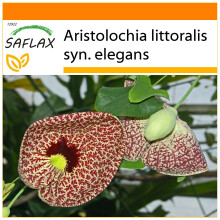 SAFLAX Garden in the bag - Aristolochia - 80 semi - Aristolochia