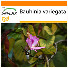 SAFLAX - Garden in the Bag - Camel Foot Tree - 8 seeds - With substrate in a fitting stand up bag - Bauhinia variegata