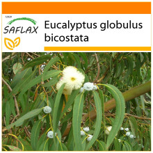 SAFLAX Garden in the bag - Eucalipto (bicostata) - 100 semi - Eucalyptus