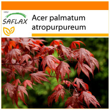 SAFLAX Garden in the bag - Acero palmato rosso / Acero giapponese rosso - 20 semi - Acer