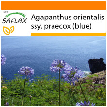 SAFLAX Garden in the bag - Agapanto - 50 semi - Agapanthus