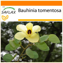 SAFLAX - Garden in the Bag - Yellow Orchid Tree - 30 seeds - With substrate in a fitting stand up bag - Bauhinia tomentosa