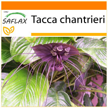 SAFLAX - Garden in the Bag - Black Bat Flower - 10 seeds - With substrate in a fitting stand up bag - Tacca chantrieri