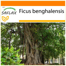 SAFLAX Garden in the bag - Würgefeige - Ficus - 20 Samen