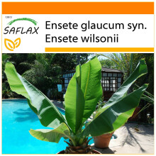 SAFLAX Garden in the bag - Grande banano delle nevi - 10 semi - Ensete