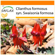 SAFLAX Garden in the bag - Becco di pappagallo - 20 semi - Clianthus