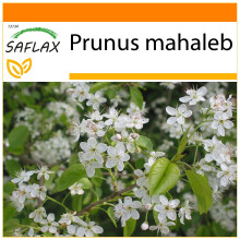 SAFLAX Garden in the bag - Ciliegio canino - 30 semi - Prunus