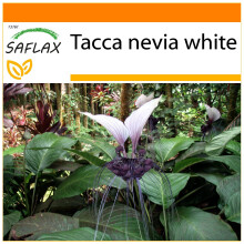 SAFLAX - Garden in the Bag - Giant Bat Flower White - 10 seeds - With substrate in a fitting stand up bag - Tacca nevia white