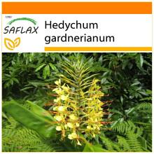 SAFLAX - Garden in the bag - Longose - 10 graines - Avec substrat de culture dans un sac pratique Ă montage automatique - Hedychum gardnerianum
