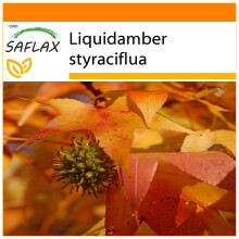 SAFLAX Garden in the bag - Storace americano - 100 semi - Liquidamber