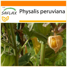 SAFLAX Garden in the bag - Alchechengio peruviano - 100 semi - Physalis