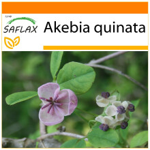 SAFLAX Garden in the bag - Akebia a cinque foglie - 10 semi - Akebia