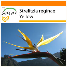 SAFLAX Garden in the bag - Strelitzia gialla - 4 semi - Strelitzia