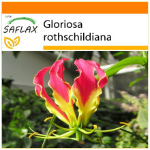 SAFLAX Garden in the bag - Gloriosa - 15 semi - Gloriosa