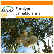 SAFLAX - Garden in the Bag - River Red Gum - 200 seeds - With substrate in a fitting stand up bag - Eucalyptus camaldulensis
